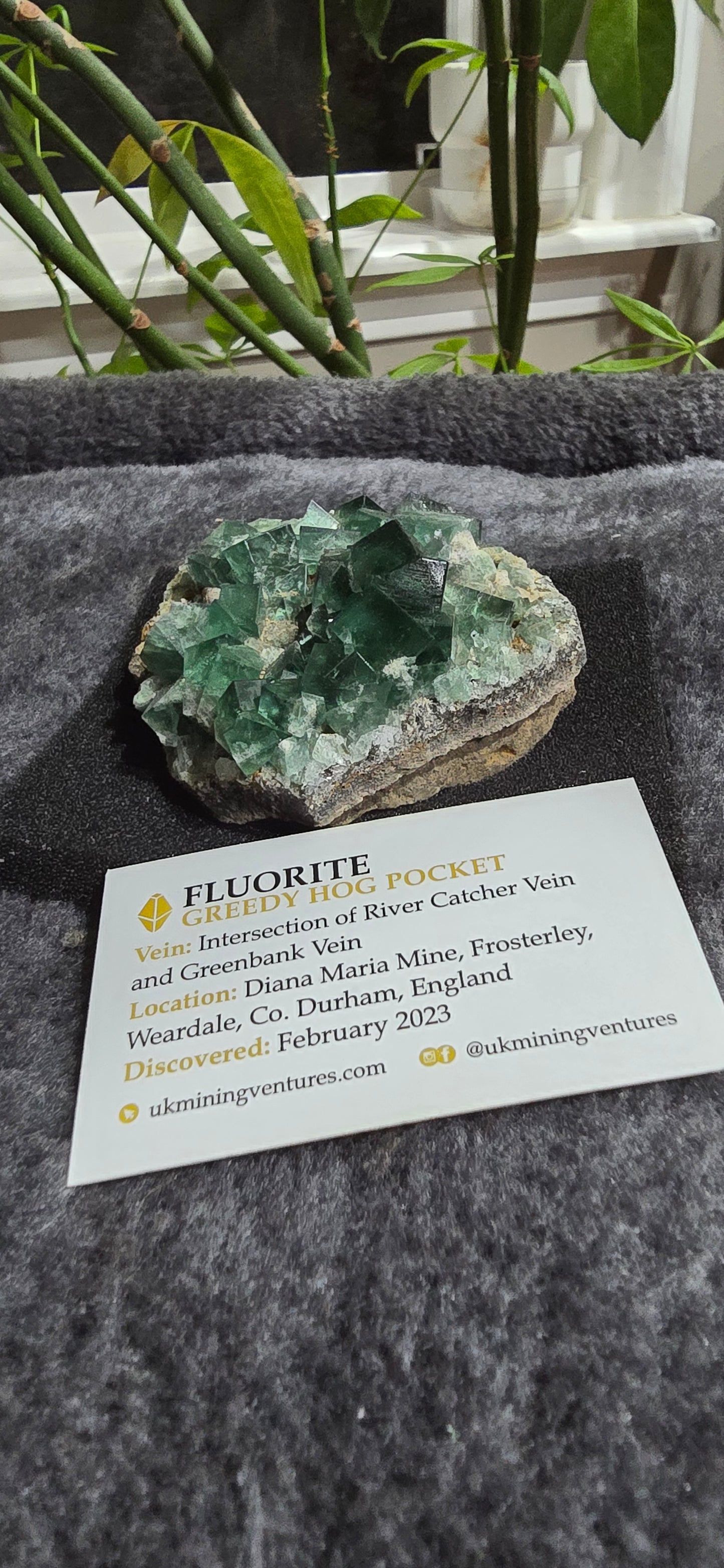 Greedy Hog Pocket Fluorite