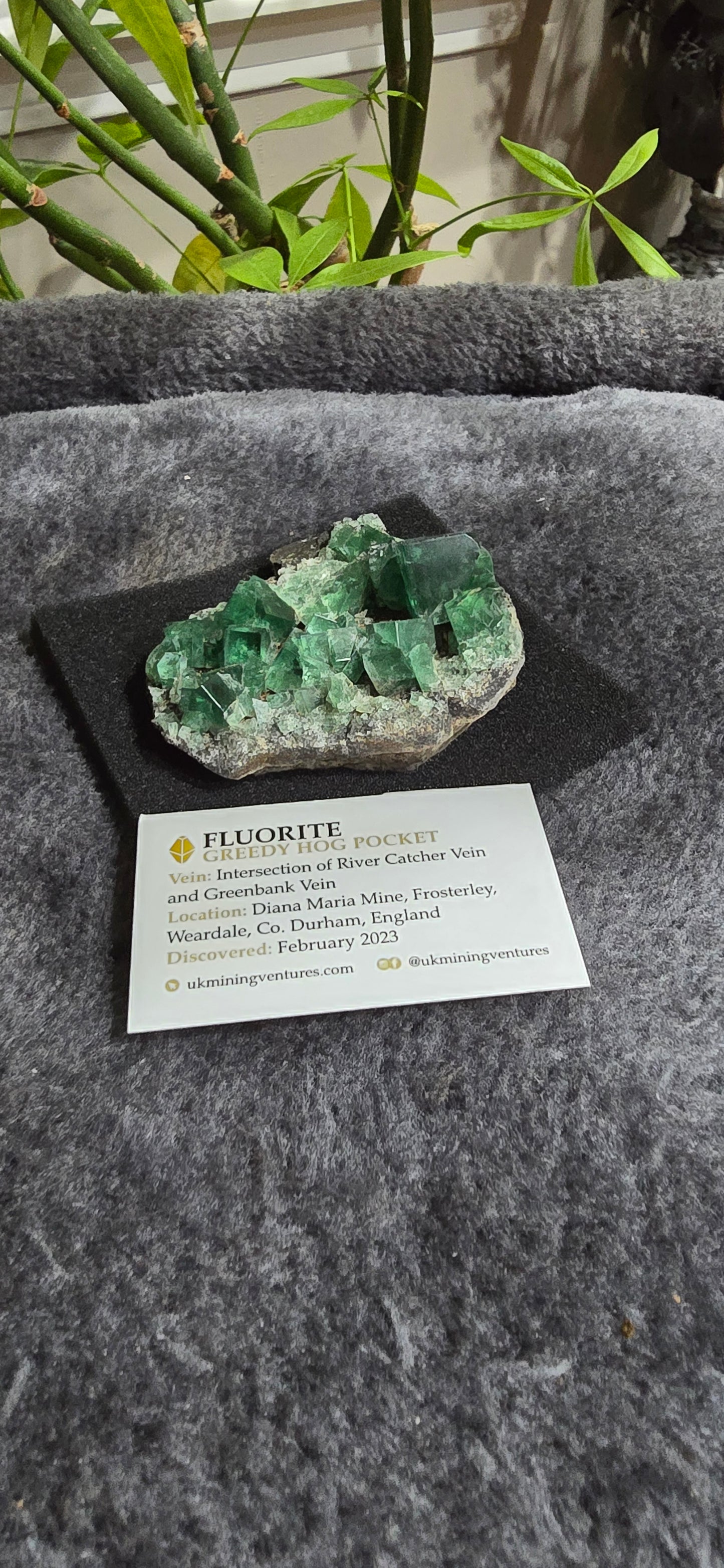 Greedy Hog Pocket Fluorite