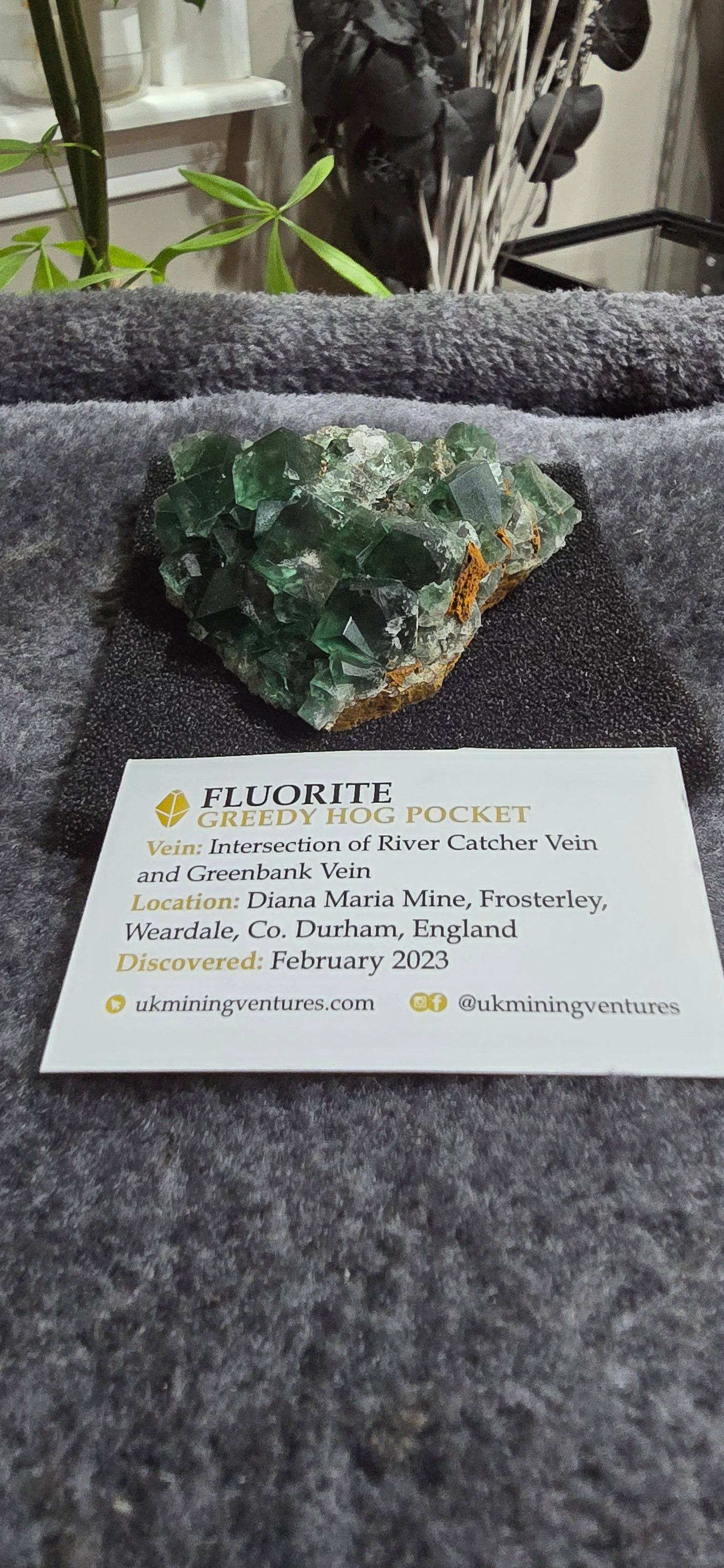 Greedy Hog Pocket Fluorite