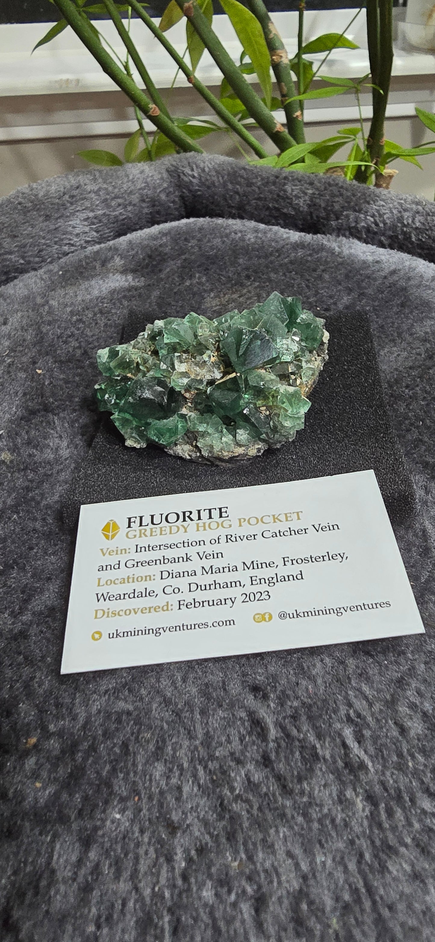 Greedy Hog Pocket Fluorite