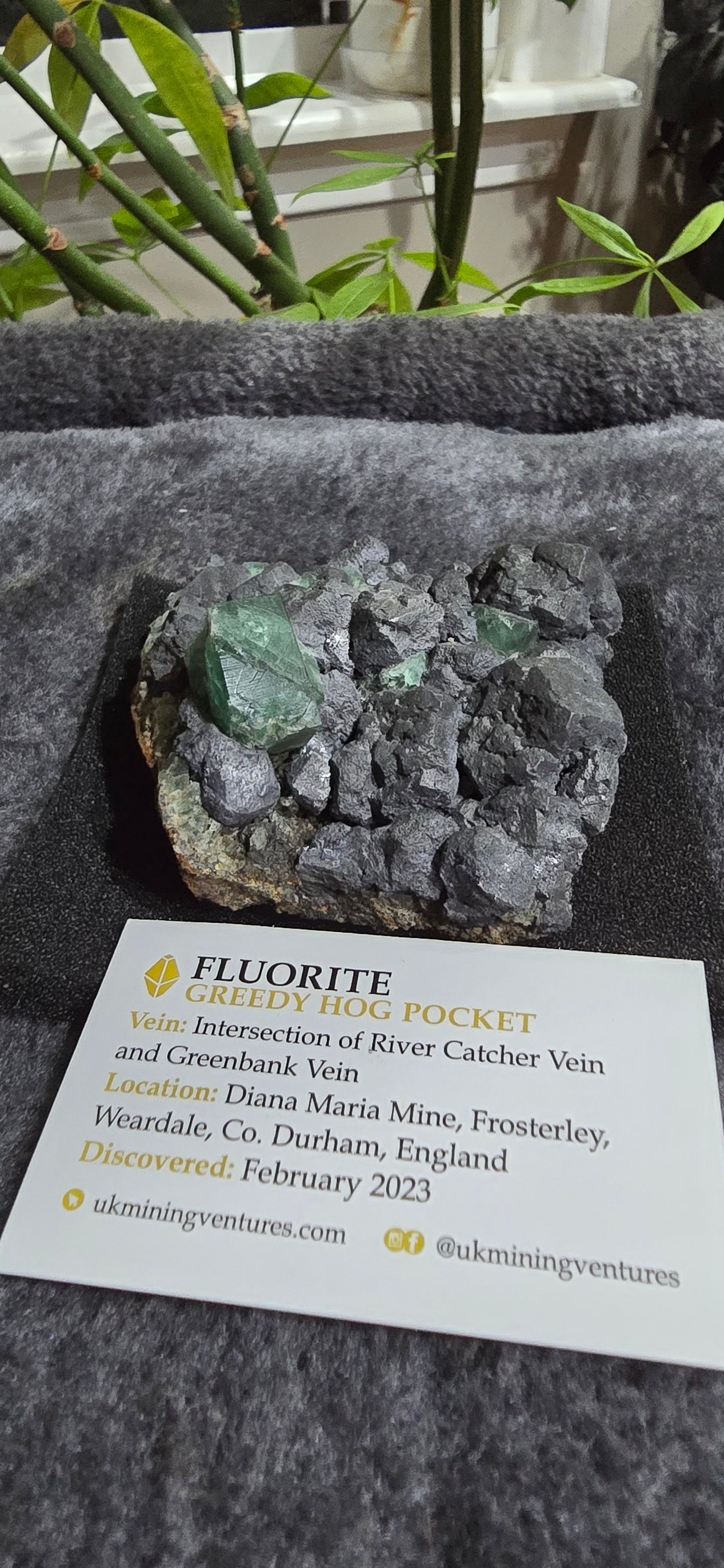 Greedy Hog Pocket Fluorite