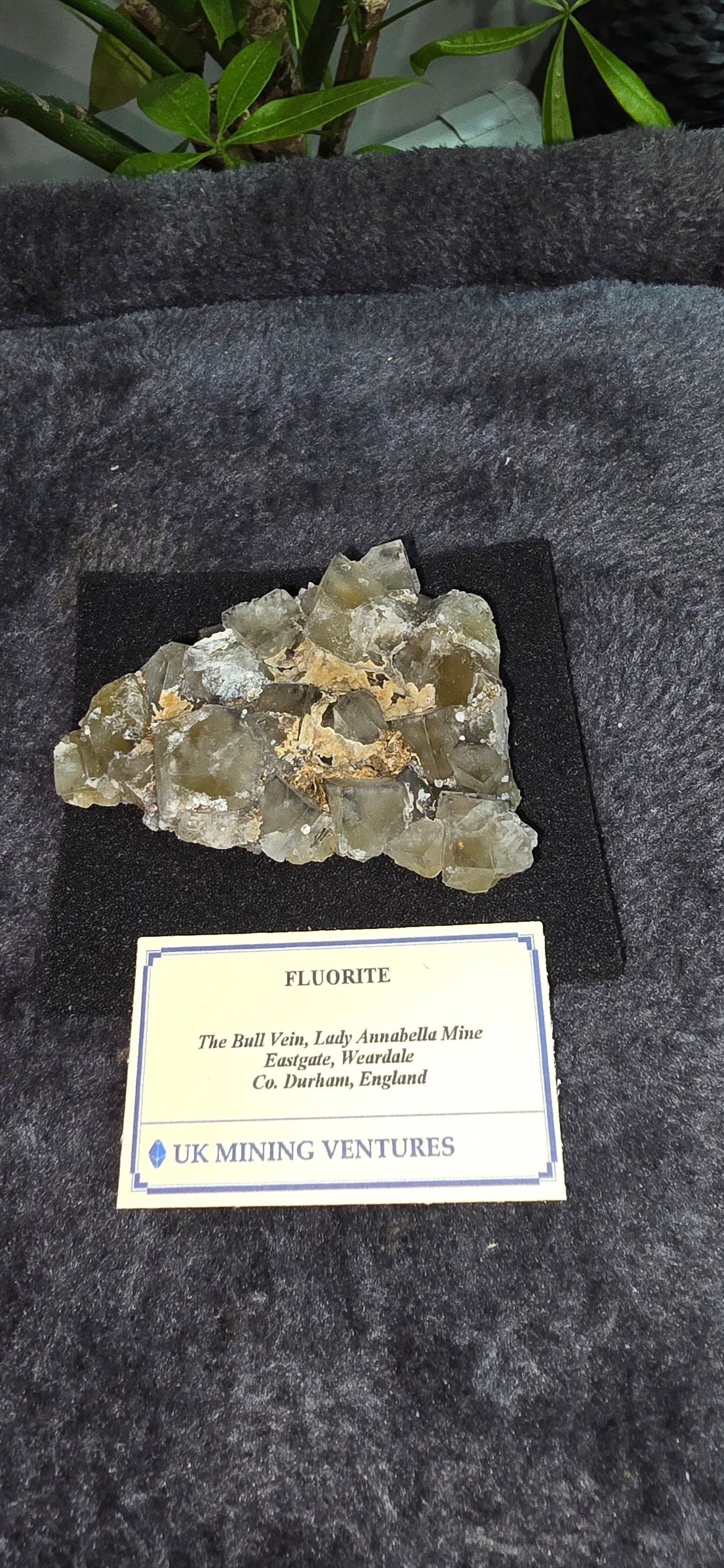 the bull vein Pocket Fluorite