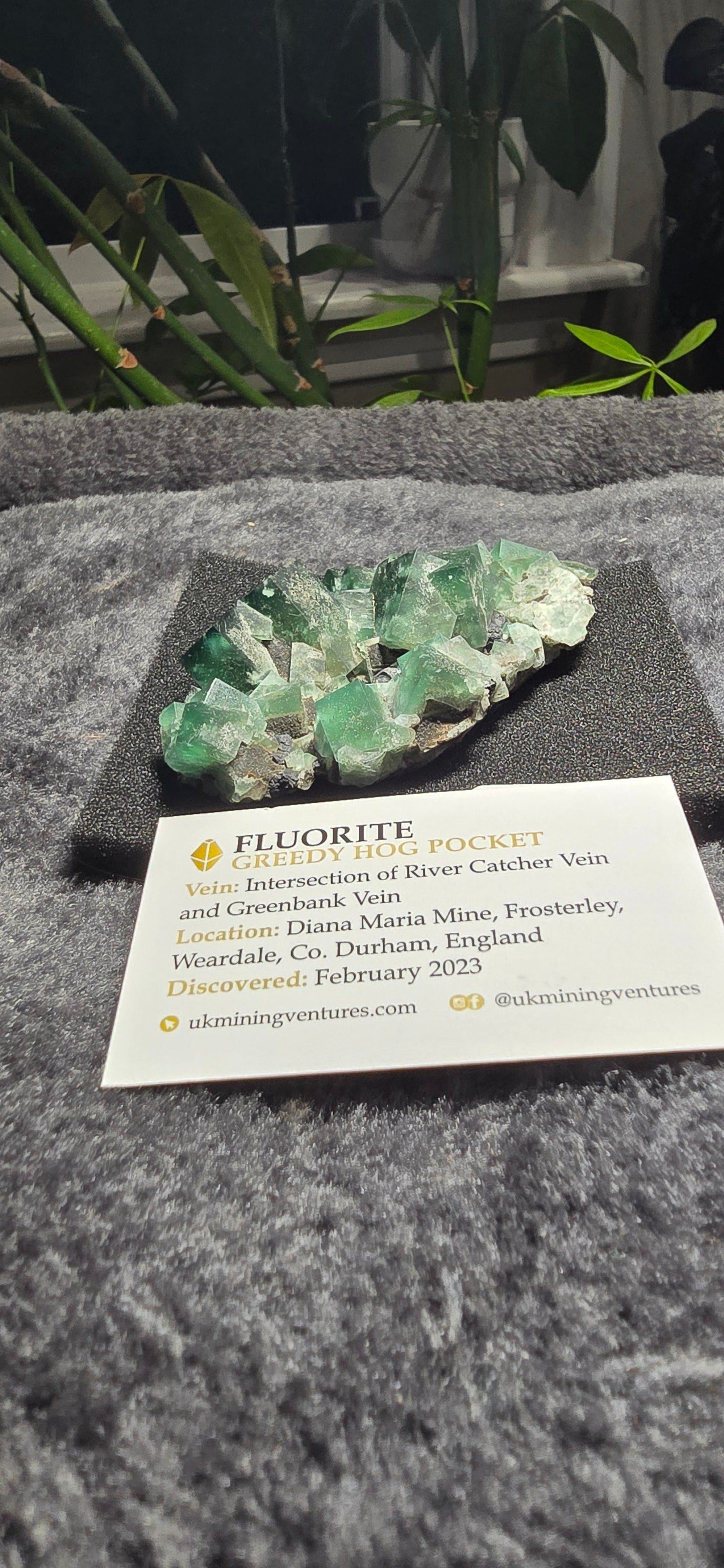 Greedy Hog Pocket Fluorite