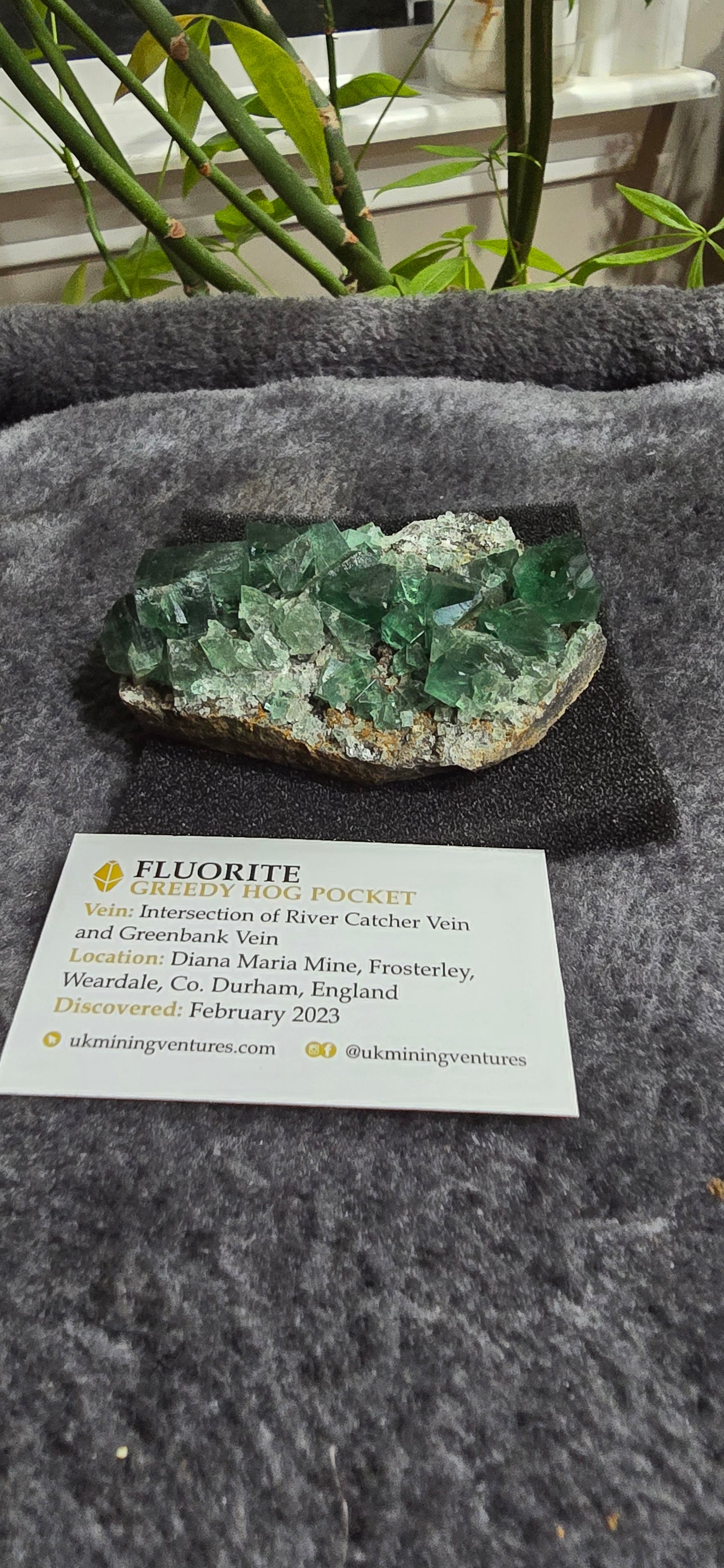 Greedy Hog Pocket Fluorite