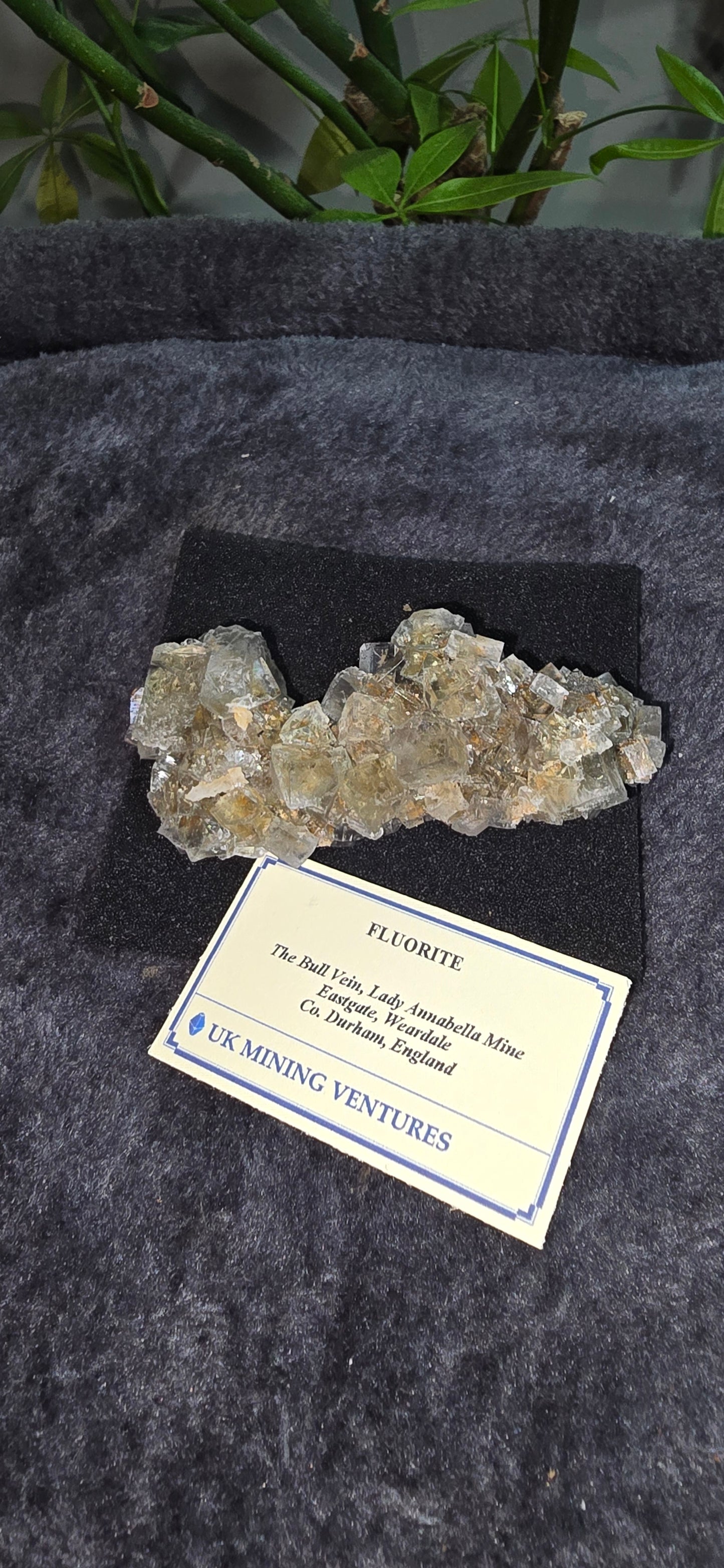 the bull vein Pocket Fluorite
