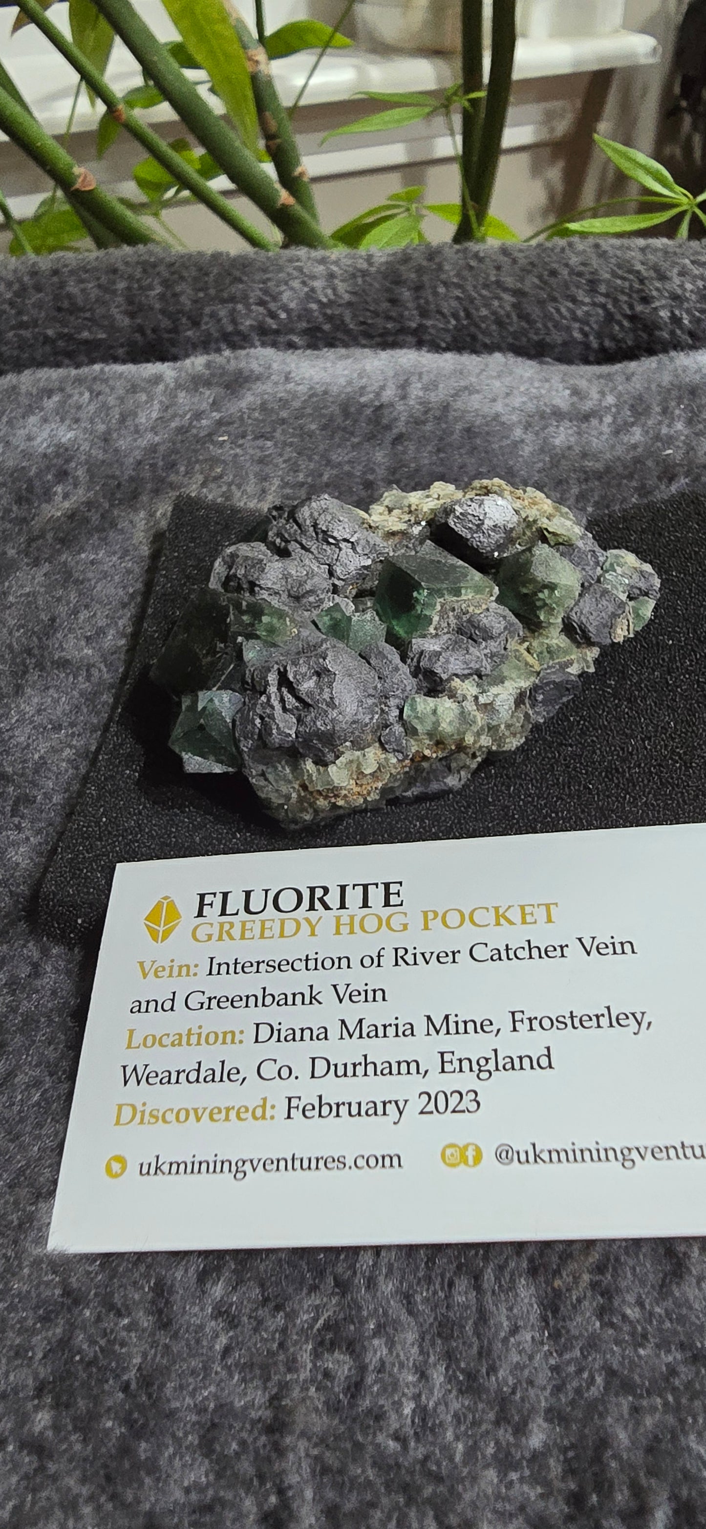 Greedy Hog Pocket Fluorite