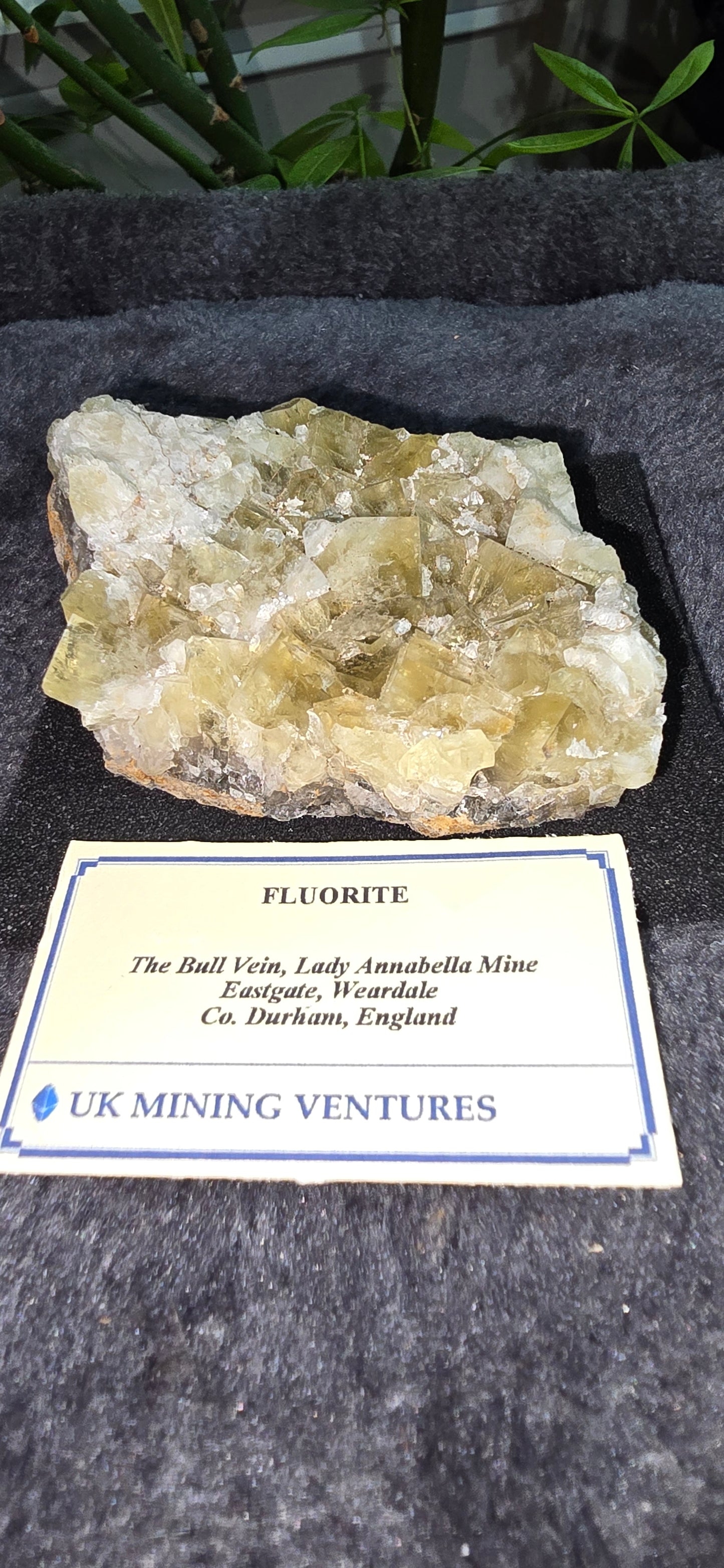 the bull vein Pocket Fluorite