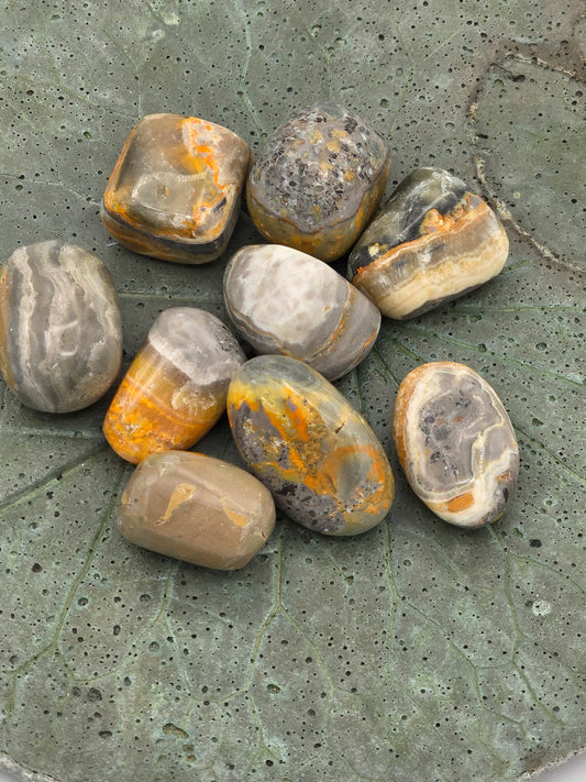 Bumblebee Jasper Tumbles