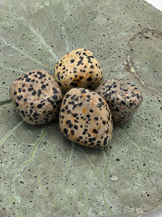 Dalmatian Jasper Tumbles