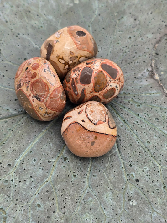 Leopardite Jasper Tumbles