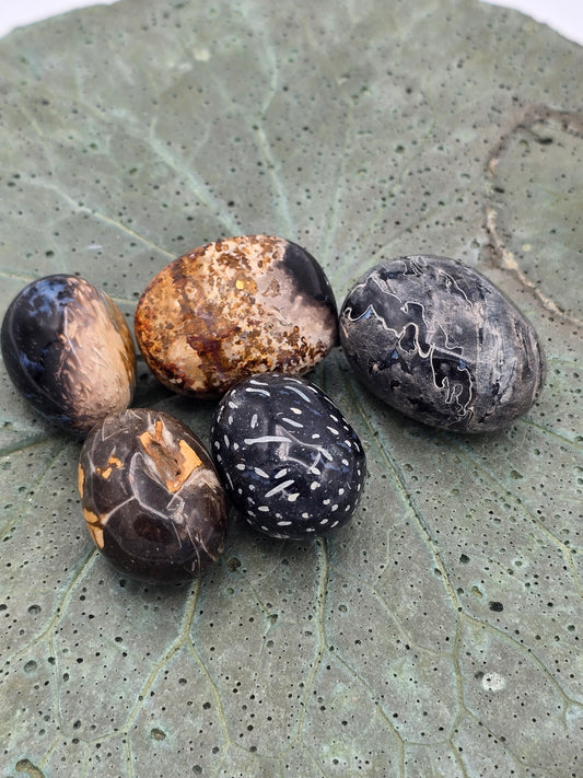 Petrified Wood Tumbles