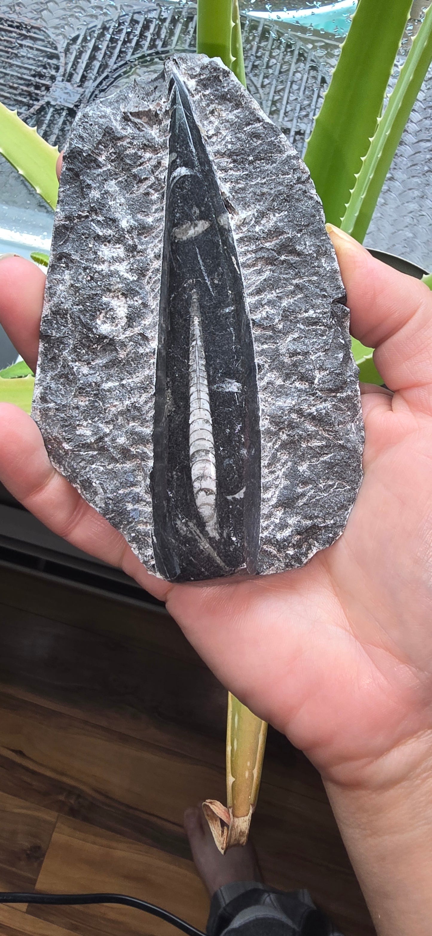Orthoceras Fossil Single Display
