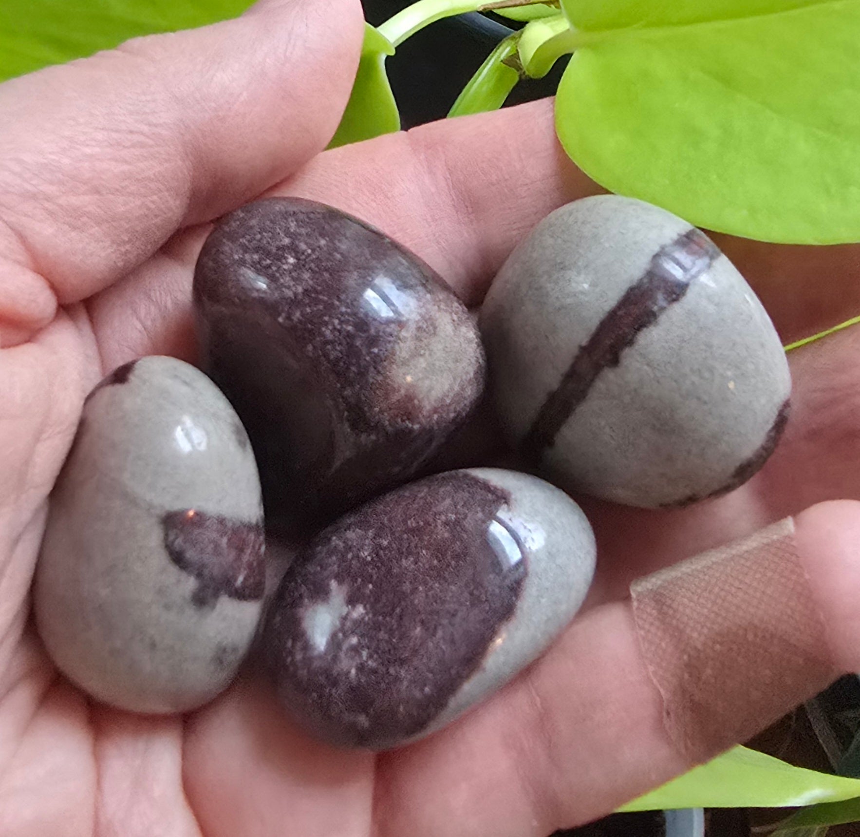 Collection of Natural River Polished Shiva Stones