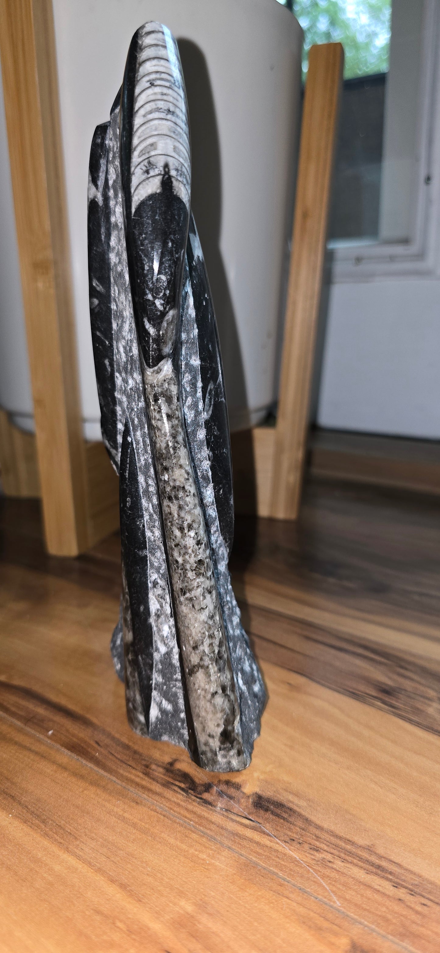 Orthoceras Tower Display