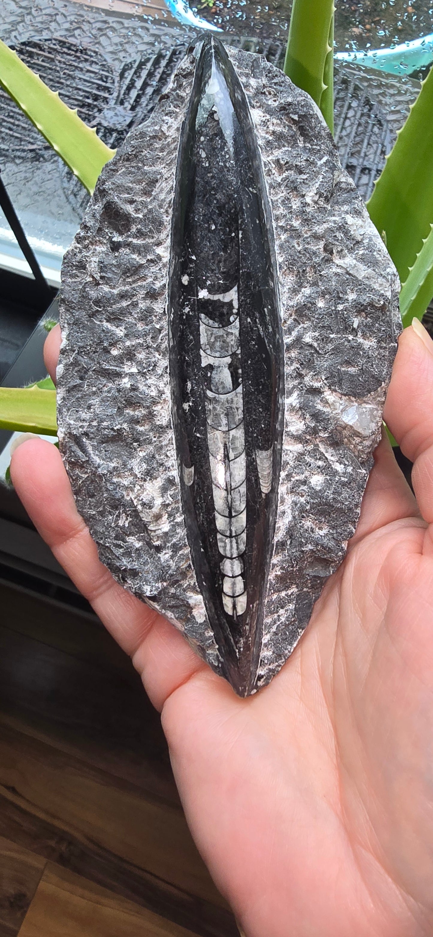 Orthoceras Fossil Single Display