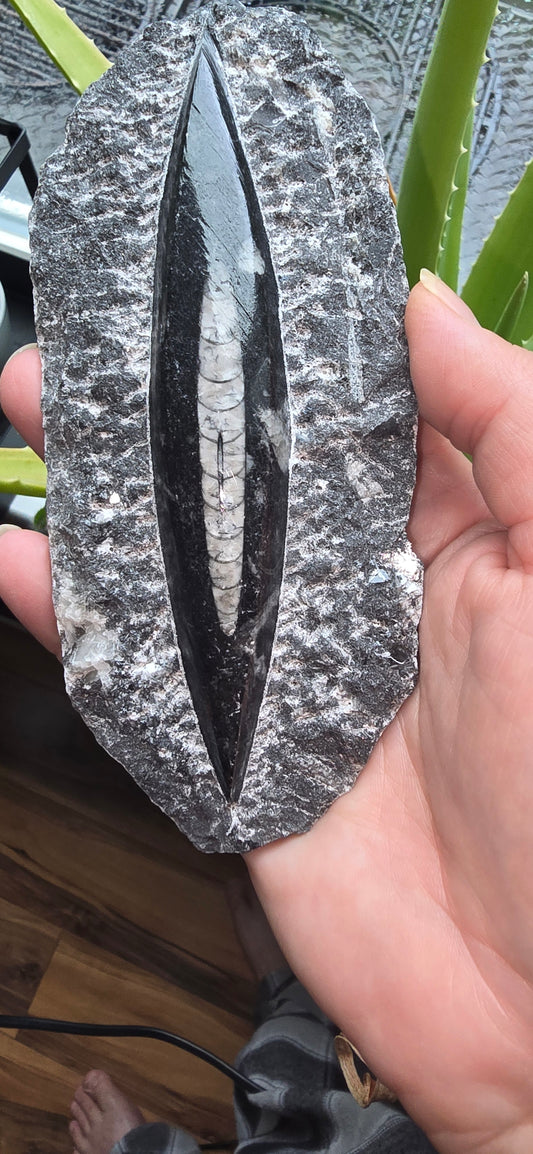 Orthoceras Fossil Single Display