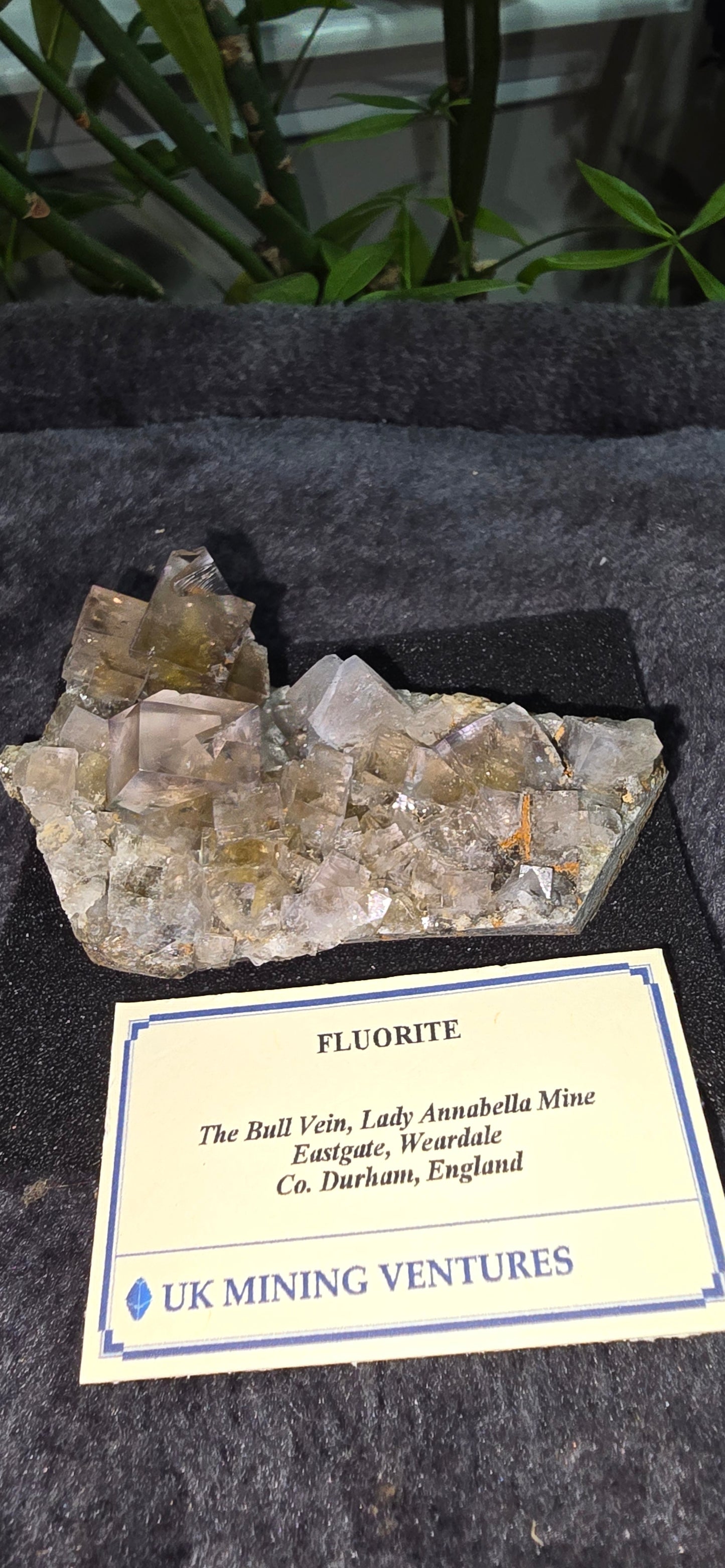 the bull vein Pocket Fluorite