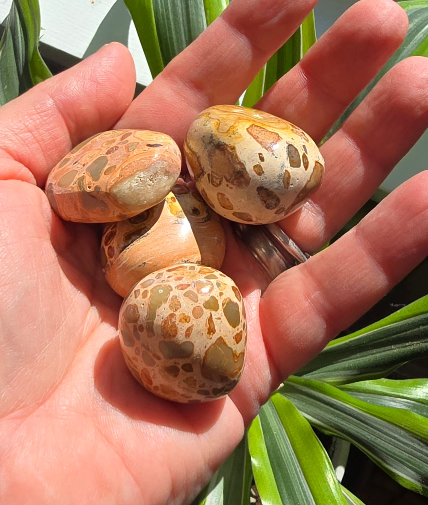 Genuine Leopardite Jasper Tumbles - Unique Polished Stones