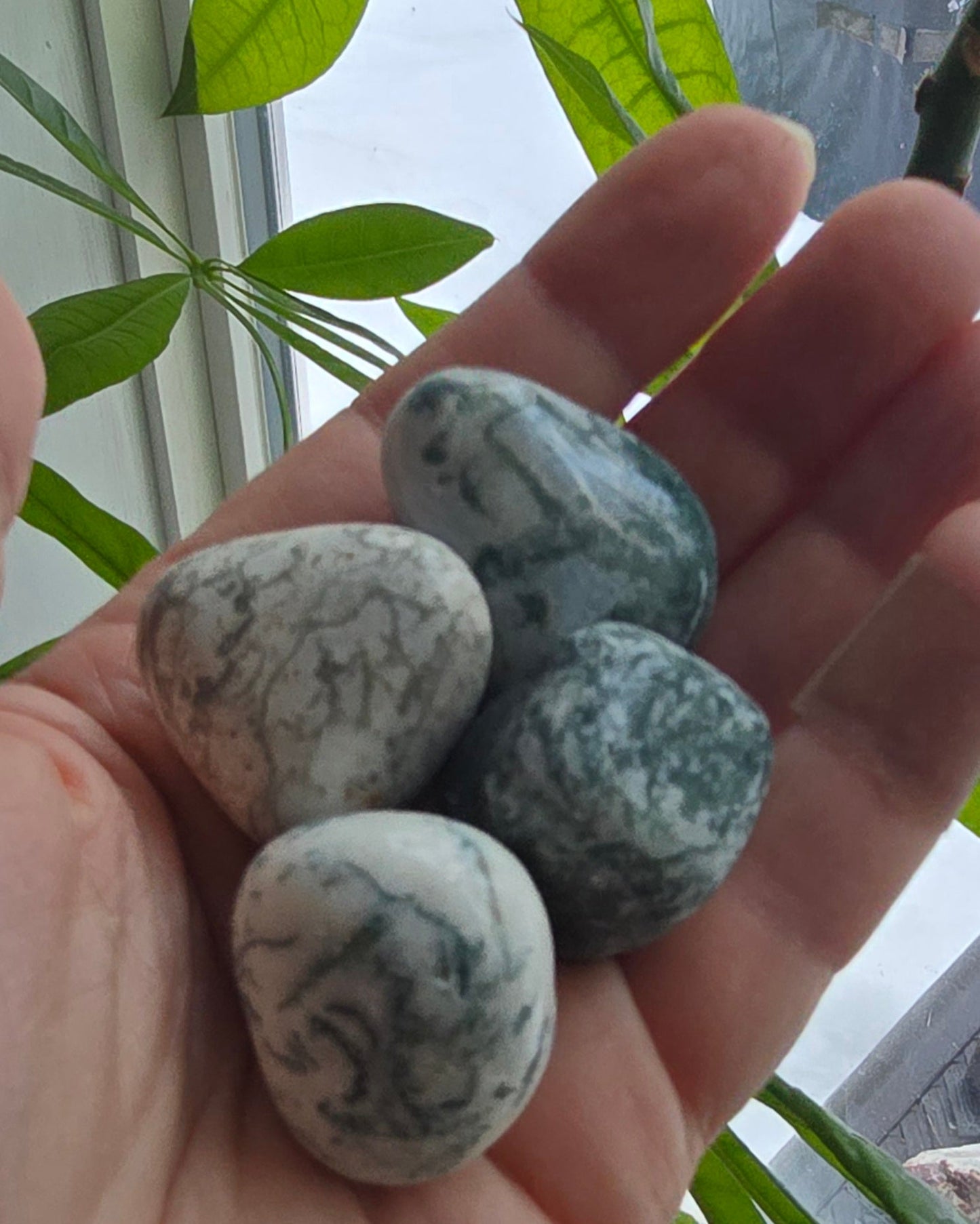 Natural polished Tree Agate Tumbles