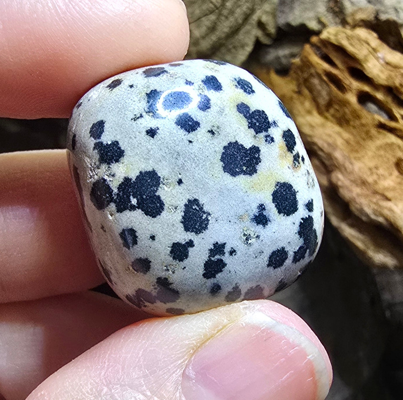 Dalmatian Jasper Tumble Stone – Natural Polished Stone