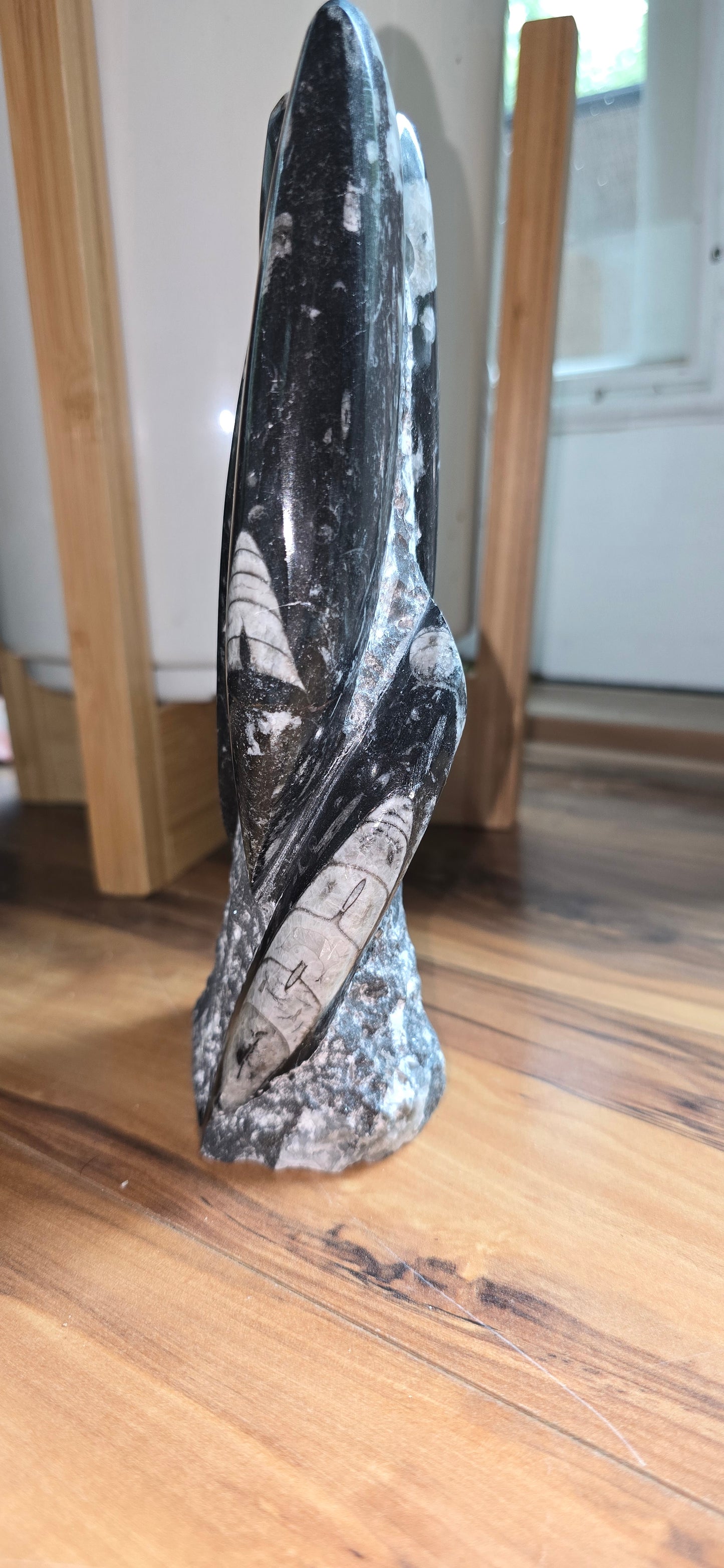 Orthoceras Tower Display