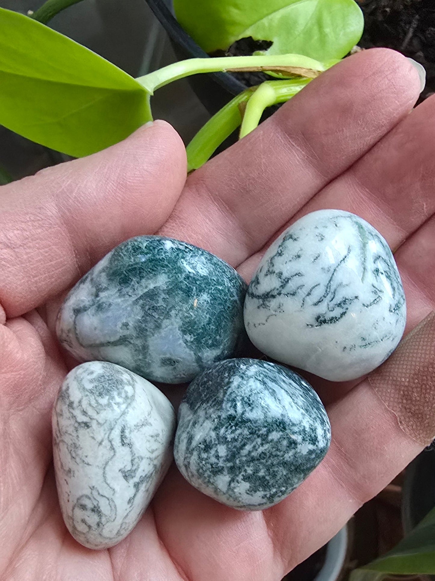 Tree Agate Tumbles in hand