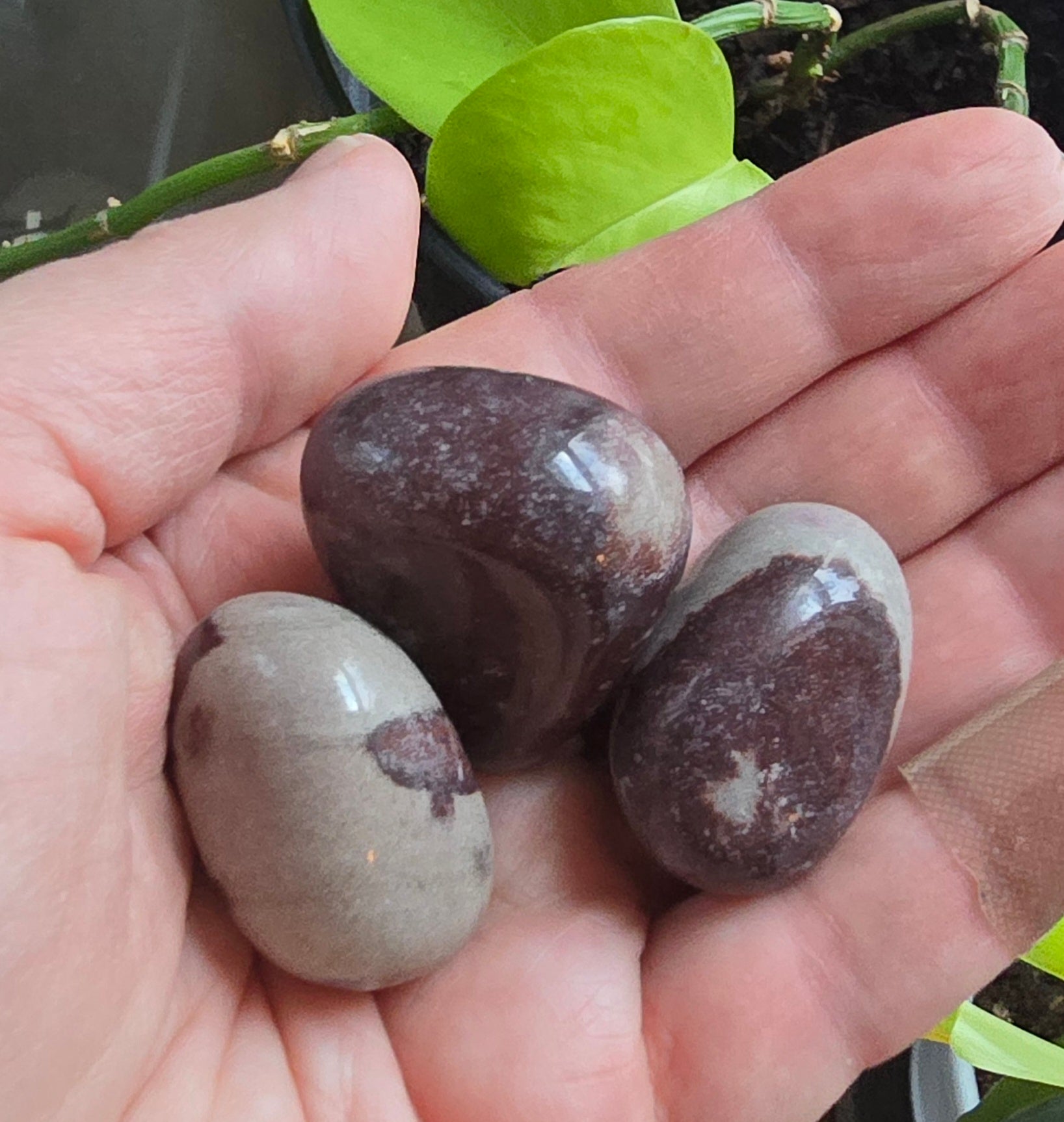 Three Natural River Polished Shiva Stones in hand